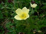 Alpen Anemone